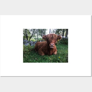Scottish Highland Cattle Calf 2099 Posters and Art